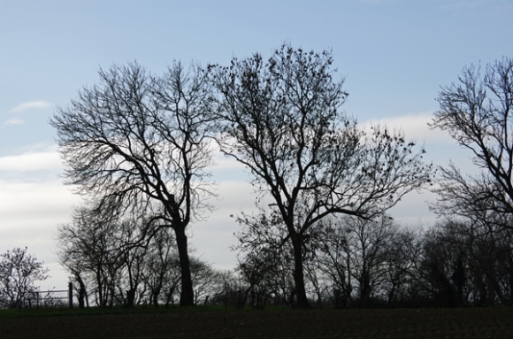 Silhouettes d'arbres en hiver - Monts des Flandres